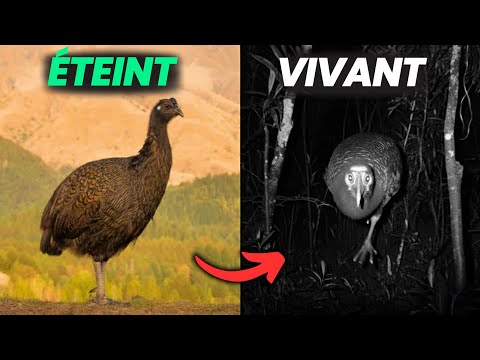 6 animaux disparus qui pourraient encore être en vie