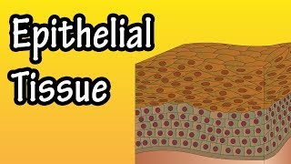 Epithelial Tissue - What Is Epithelial Tissue - Functions Of Epithelial Tissue - Epithelial Cells
