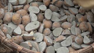 Kỹ thuật trồng, chăm sóc cây khoai tây