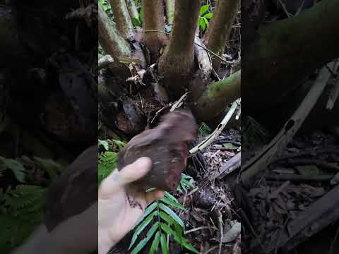Huw Richards: Giant Ferns' Clever Clonal Strategy