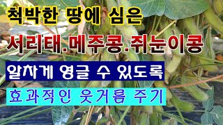 [텃밭농부 1,667]  척박한 땅에서 자라는 콩에 효과적인 웃거름 주는 방법.  #서리태재배. #쥐눈이콩재…