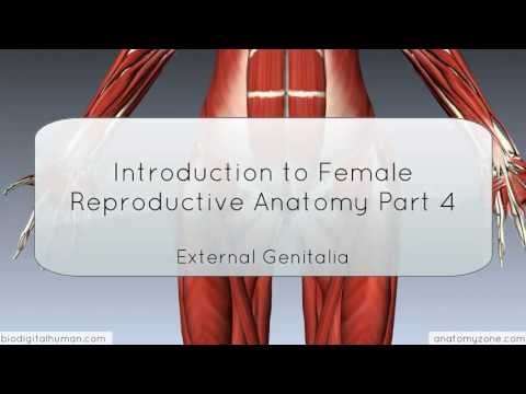 Introduction to Female Reproductive Anatomy Part 4 - External Genitalia - 3D Anatomy Tutorial