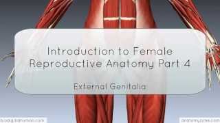 Introduction to Female Reproductive Anatomy - External Genitalia