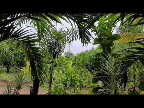 nature farm life rain