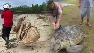 Beberapa Penyu Ditemukan Terdampar saat Pencarian Korban, Tim SAR Gabungan Lepaskan Kembali ke Laut
