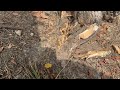 Large Ant Colony in Small Gap in Tree in Milltown, NJ