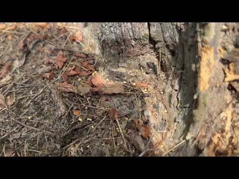 Large Ant Colony in Small Gap in Tree in Milltown, NJ