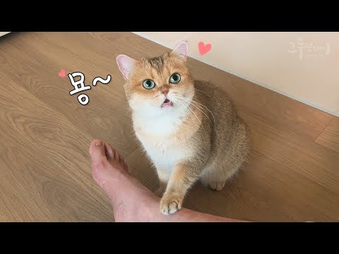 고양이 애교 울음소리는 못참지!!