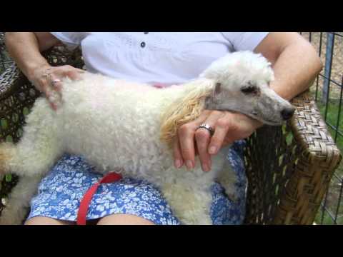 Dinky Disney, an adopted Poodle in Houston, TX_image-1