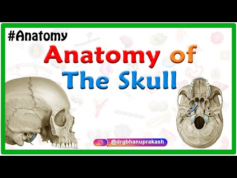 Anatomy of the Skull: Norma basalis ( Anterior part , Middle part and Posterior part )