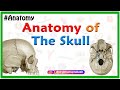 Anatomy of the Skull: Norma basalis ( Anterior part , Middle part and Posterior part )