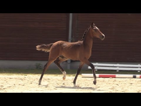 Auktionsfohlen Nr 74 HF v. Dreidimensional AT - Diamond