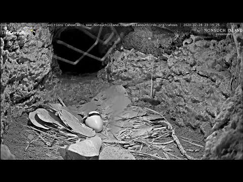 2020 02 28 Bermuda Cahow/Petrel - 23:14 Hatch in progress, chick is talking