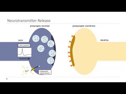 OSSM Neuro Chapter 5 - Neurotransmitter release and receptors