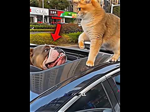 Pure Shock! 😱