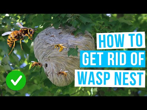How to GET RID OF WASP NEST | safety first!