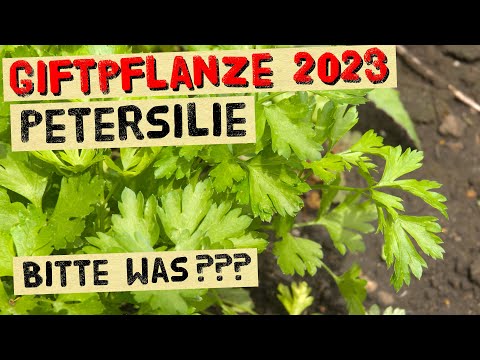 Ist Petersilie giftig? Giftpflanze 2023 - Ist es wirklich gefährlich Petersilie zu essen?