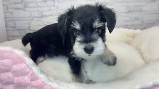 ミニチュアシュナウザーの動画01