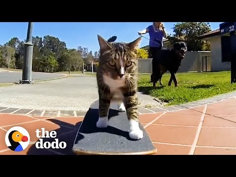 You Have Definitely Never Seen Cats Do Tricks Like This