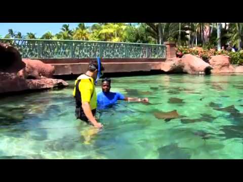Atlantis Stingray Experience in the Bahamas