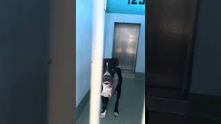 Video preview image #1 Boxer-Unknown Mix Puppy For Sale in Pasadena, CA, USA