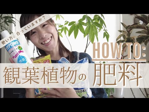 針葉樹に適切に肥料を与える: これが仕組みです トピックス