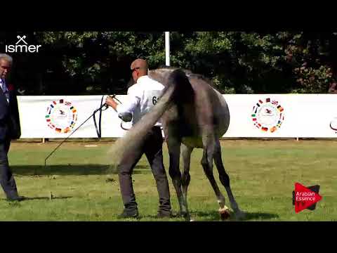 N.61 MATIULLAH KHAN - Strohen 2018 C European