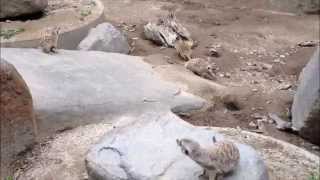 preview picture of video '飛行機に反応するミーアキャット - のいち動物公園 ~ Meerkat Noichi Zoological Park'