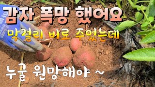 감자 폭망했어요 홍심이 감자  막걸리 비료 했는데도 쪽박 원인은? 이것 때문