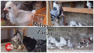 Mifugo yetu Zanzibar na ufugaji wa kisasa kuku njiwa ndege @DiscoverZanzibar 2023.