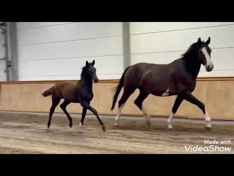 Dressage filly for sale in Germany!! Rheinland filly, *04/2022, by Majestic Taonga - Danciano