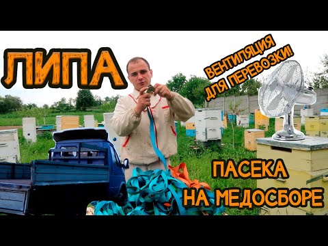 Мед липа 0,5л (700г) Маслянистой консистенции! - фото 1 - id-p1476753129