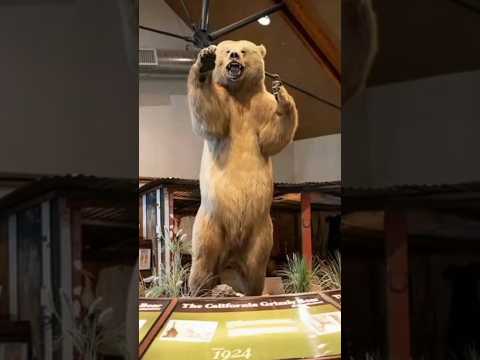 This Is The Largest Grizzly Bear In The World