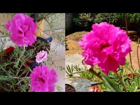 Como ter onze horas lindas e sempre floridas e dicas de cultivo e replante.