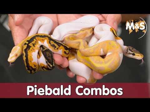 Die schönsten PIEBALD Combos! | Basic Morphen Kochstudio | Reptil TV