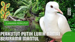 Download lagu Perkutut Putih Lurik Ramai Berirama Mantul - Pas Banget Suaranya Pancing Semua Perkutut mp3