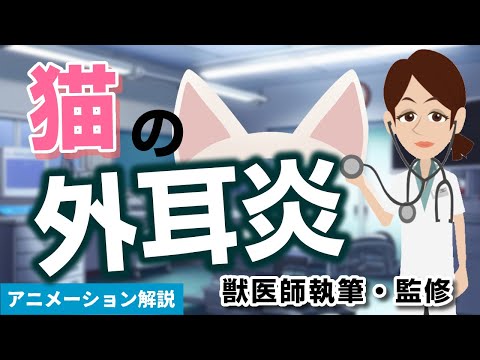 猫の耳の炎症 - 症状、原因、治療法
