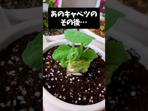 園芸 コモンセイボリー、ガーデンセイボリー、ペーブルダイ