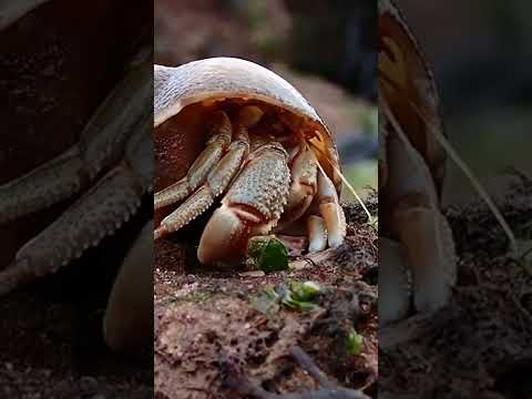Hermit Crab Falls Over! 😂🦀 #shorts #hermitcrab #crab #sealife #seaanimals #viral #explore
