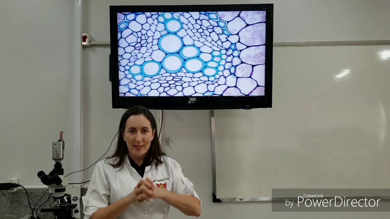 Raiz e Caule: estrutura primária