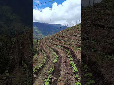 frijol bolorrojo en la salina casanare