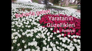 Kepez Kent Ormanı, Antalya