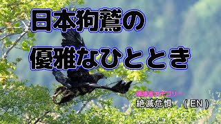 狗鷲の優雅なひととき　An elegant moment with the japan eagle