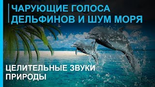 Звуки моря - Голоса дельфинов - Целительные Звуки Природы ☯  Релакс Музыка