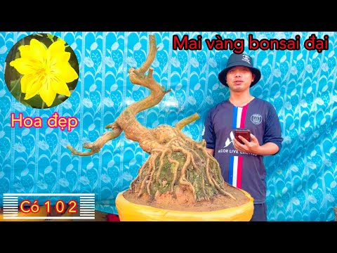 Mai vàng bonsai đại có 102 | mai vàng miền nam | ngày 20/1/2021