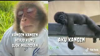 Download lagu Story WA Monyet Imut Lucu mp3