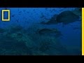 Sea Mounts | National Geographic