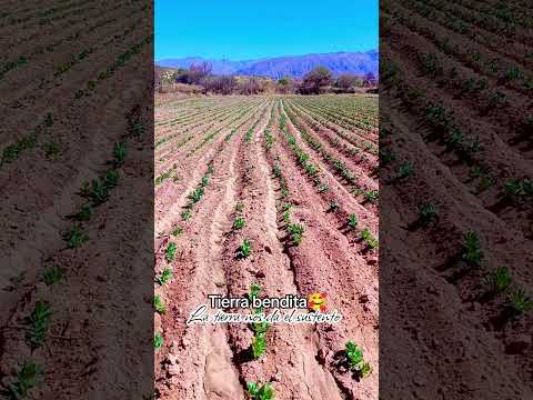 ASÍ SE TRABAJA EN EL CAMPO 🌱|  Lime-Las Carreras-Chuquisaca