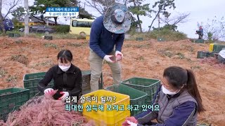 [우리 가족이 최고구마!] 두 소녀의 꿈은 농부???