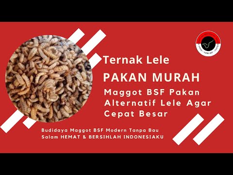 Yarrow dan potensi Mana untuk membeli palu setetes Thor di Orenburg